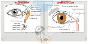 The watery eye capsule