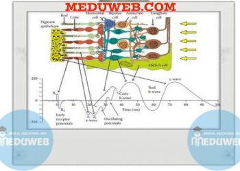 Notes on the electroretinography response