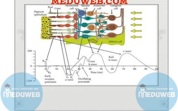 Notes on the electroretinography response